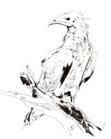 Egyptian Vulture